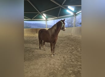 American Quarter Horse Mix, Stute, 3 Jahre, 145 cm, Fuchs