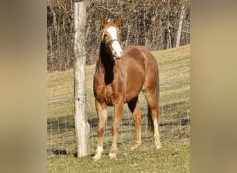 American Quarter Horse Mix, Stute, 3 Jahre, 145 cm, Fuchs