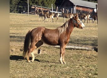 American Quarter Horse Mix, Stute, 3 Jahre, 145 cm, Fuchs