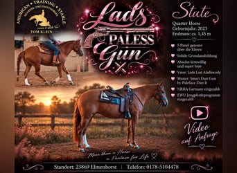 American Quarter Horse, Stute, 3 Jahre, 145 cm, Fuchs