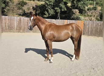 American Quarter Horse, Stute, 3 Jahre, 145 cm, Fuchs