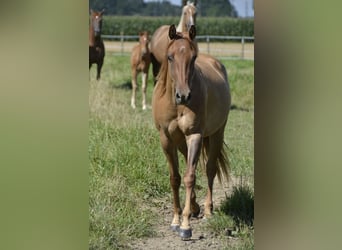 American Quarter Horse, Stute, 3 Jahre, 145 cm, Red Dun