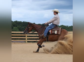 American Quarter Horse, Stute, 3 Jahre, 145 cm, Rotfuchs