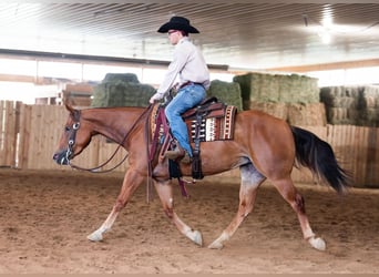 American Quarter Horse, Stute, 3 Jahre, 145 cm, Rotfuchs