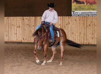 American Quarter Horse, Stute, 3 Jahre, 145 cm, Rotfuchs