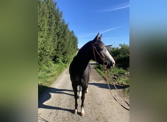 American Quarter Horse, Stute, 3 Jahre, 145 cm, Schimmel
