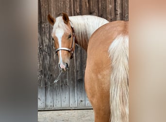 American Quarter Horse, Stute, 3 Jahre, 146 cm, Palomino