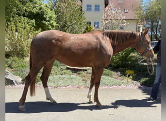 American Quarter Horse, Stute, 3 Jahre, 147 cm, Dunkelfuchs