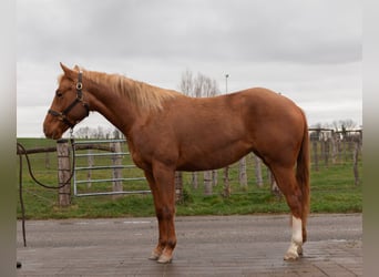 American Quarter Horse, Stute, 3 Jahre, 147 cm, Fuchs