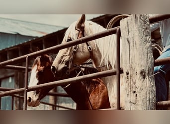 American Quarter Horse, Stute, 3 Jahre, 147 cm, Palomino