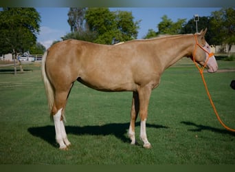 American Quarter Horse, Stute, 3 Jahre, 147 cm, Palomino