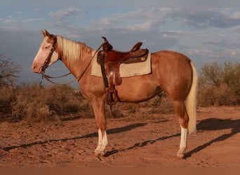 American Quarter Horse, Stute, 3 Jahre, 147 cm, Palomino