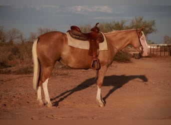American Quarter Horse, Stute, 3 Jahre, 147 cm, Palomino