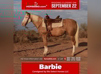 American Quarter Horse, Stute, 3 Jahre, 147 cm, Palomino