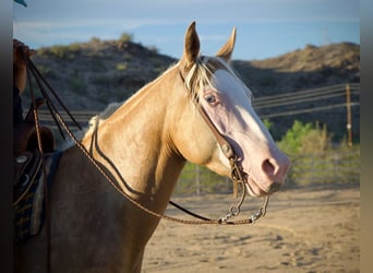 American Quarter Horse, Stute, 3 Jahre, 147 cm, Palomino