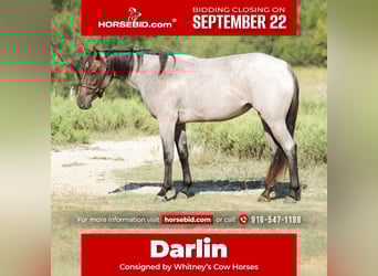 American Quarter Horse, Stute, 3 Jahre, 147 cm, Roan-Bay