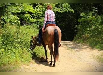 American Quarter Horse, Stute, 3 Jahre, 147 cm, Roan-Bay