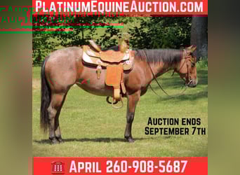 American Quarter Horse, Stute, 3 Jahre, 147 cm, Roan-Bay