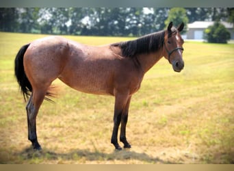 American Quarter Horse, Stute, 3 Jahre, 147 cm, Roan-Bay