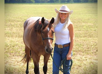 American Quarter Horse, Stute, 3 Jahre, 147 cm, Roan-Bay