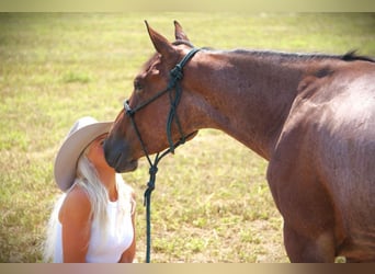 American Quarter Horse, Stute, 3 Jahre, 147 cm, Roan-Bay