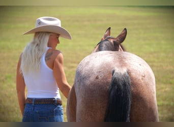 American Quarter Horse, Stute, 3 Jahre, 147 cm, Roan-Bay