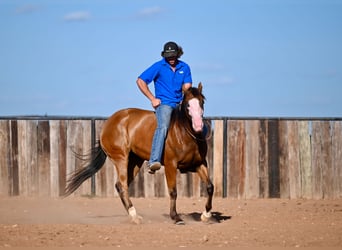 American Quarter Horse, Stute, 3 Jahre, 147 cm, Rotbrauner