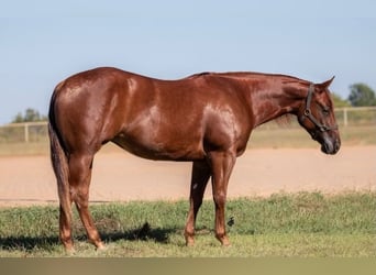 American Quarter Horse, Stute, 3 Jahre, 147 cm, Rotfuchs