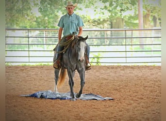 American Quarter Horse, Stute, 3 Jahre, 147 cm, Schimmel