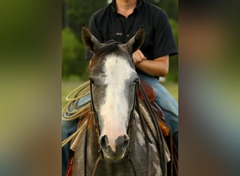 American Quarter Horse, Stute, 3 Jahre, 147 cm, Schimmel