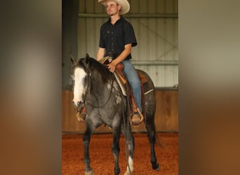 American Quarter Horse, Stute, 3 Jahre, 147 cm, Schimmel