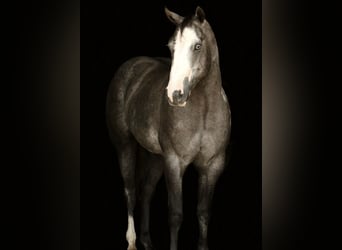 American Quarter Horse, Stute, 3 Jahre, 147 cm, Schimmel