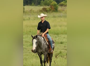 American Quarter Horse, Stute, 3 Jahre, 147 cm, Schimmel