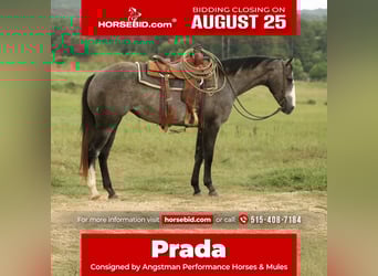 American Quarter Horse, Stute, 3 Jahre, 147 cm, Schimmel