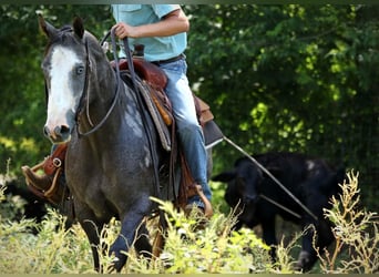 American Quarter Horse, Stute, 3 Jahre, 147 cm, Schimmel
