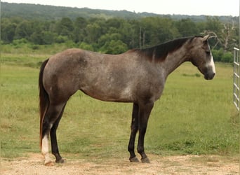 American Quarter Horse, Stute, 3 Jahre, 147 cm, Schimmel