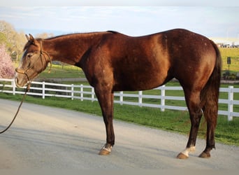 American Quarter Horse, Stute, 3 Jahre, 147 cm, Schimmel