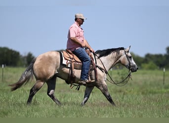 American Quarter Horse, Stute, 3 Jahre, 147 cm, Schimmel