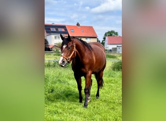 American Quarter Horse, Stute, 3 Jahre, 148 cm, Brauner