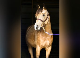 American Quarter Horse, Stute, 3 Jahre, 148 cm, Buckskin