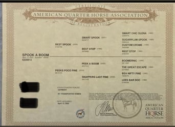 American Quarter Horse, Stute, 3 Jahre, 148 cm, Buckskin