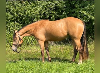 American Quarter Horse, Stute, 3 Jahre, 148 cm, Buckskin