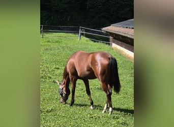 American Quarter Horse, Stute, 3 Jahre, 148 cm, Dunkelfuchs