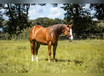 American Quarter Horse, Stute, 3 Jahre, 148 cm, Fuchs
