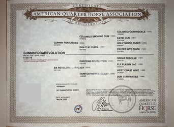 American Quarter Horse, Stute, 3 Jahre, 148 cm, Fuchs