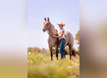 American Quarter Horse, Stute, 3 Jahre, 148 cm, Roan-Red