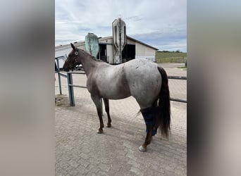 American Quarter Horse, Stute, 3 Jahre, 148 cm, Roan-Red