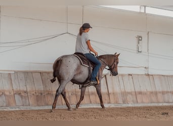American Quarter Horse, Stute, 3 Jahre, 148 cm, Roan-Red