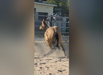 American Quarter Horse, Stute, 3 Jahre, 149 cm, Buckskin