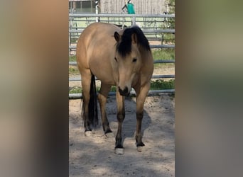 American Quarter Horse, Stute, 3 Jahre, 149 cm, Buckskin